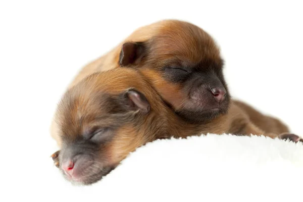 Filhotes de cachorro da Pomerânia, dois dias de idade — Fotografia de Stock