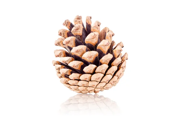 Pinecone sobre fondo blanco —  Fotos de Stock