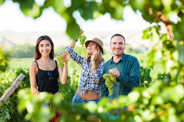 树友尝葡萄 两个女孩和一个男人在收获季节来到葡萄园 — 图库照片