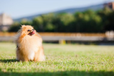Zverg Spitz, Çayırdaki Pomeranya köpeği