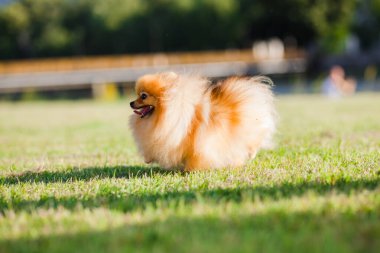 Zverg Spitz, Çayırdaki Pomeranya köpeği