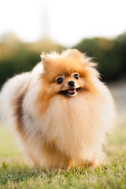 Zverg Spitz, Pomeranya köpeği çimlerin üzerinde poz veriyor.