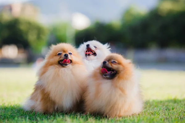Три Щенка Zverg Spitz Pomeranian Лугу — стоковое фото