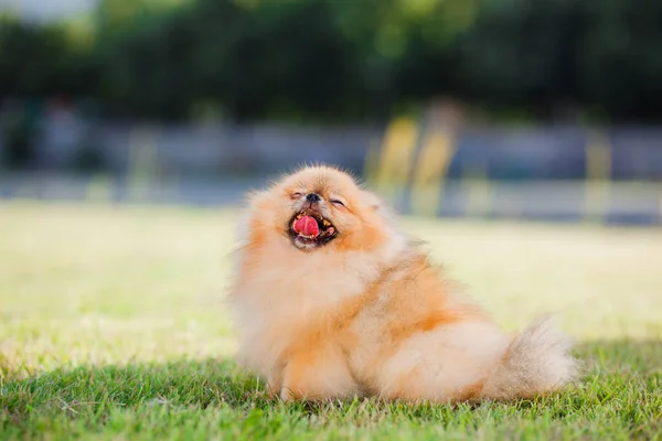 Zverg Spitz Pomeranian Puppy Meadow — Stock Photo, Image