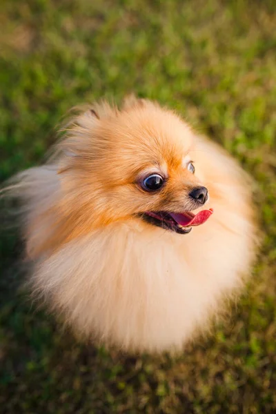 Zverg Spitz Pomeranian Puppy Grass Looking Camera — Stock Photo, Image