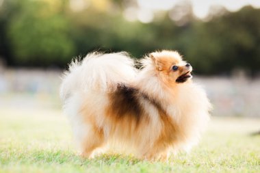 Zverg Spitz, Pomeranya köpeği çimlerin üzerinde poz veriyor.