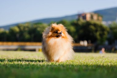 Zverg Spitz, Pomeranya köpeği çimlerin üzerinde poz veriyor.