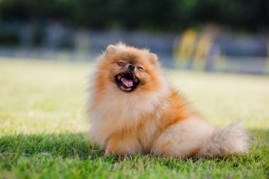 Zverg Spitz, Çayırdaki Pomeranya köpeği