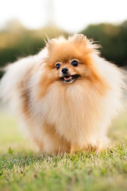 Zverg Spitz, Pomeranya köpeği çimlerin üzerinde poz veriyor.