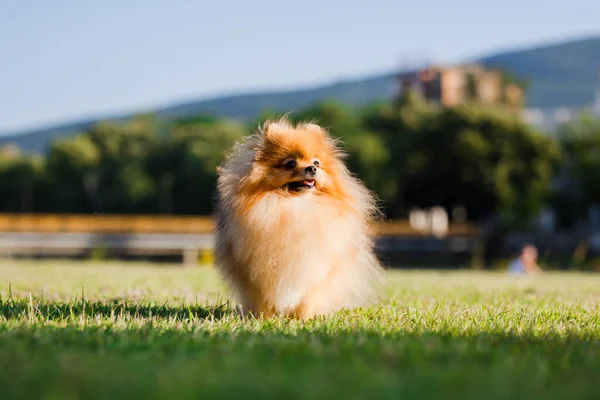 Zverg Spitz Cachorro Pomerania Posando Sobre Hierba — Foto de Stock