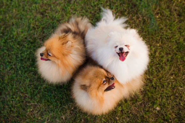 Três Cachorros Pomerânia Zverg Spitz Sentados Grama — Fotografia de Stock