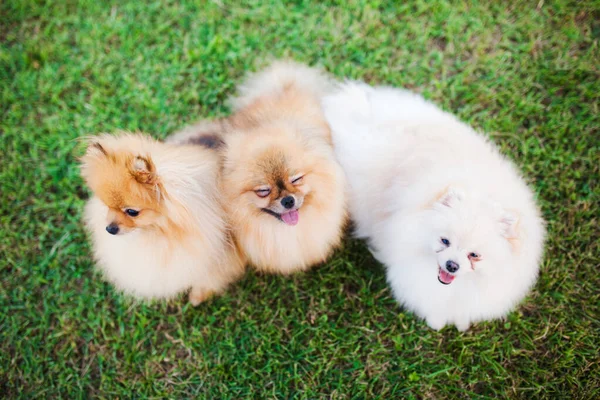 Três Cachorros Pomerânia Zverg Spitz Sentados Grama — Fotografia de Stock