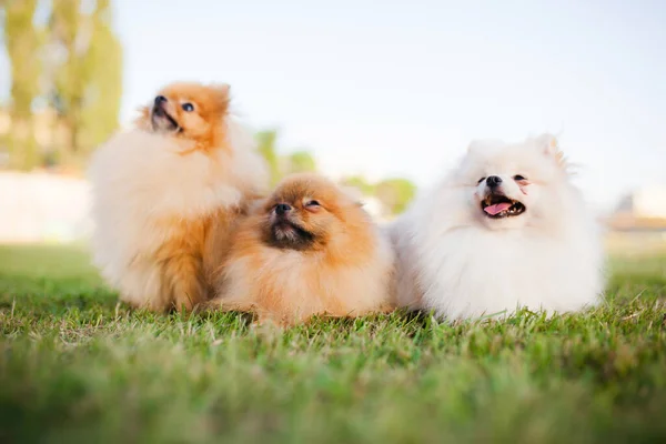 3匹のズベルグ スピッツ ポメラニアの子犬が草の上に座り — ストック写真