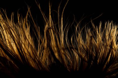 Soyut rüzgarlı saç dokusu. Koyu arkaplanda ışıklandırılmış siluet.