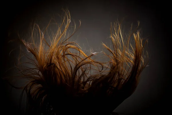 Abstract Windy Hair Texture Backlit Silhouette Dark Background — Stock Photo, Image