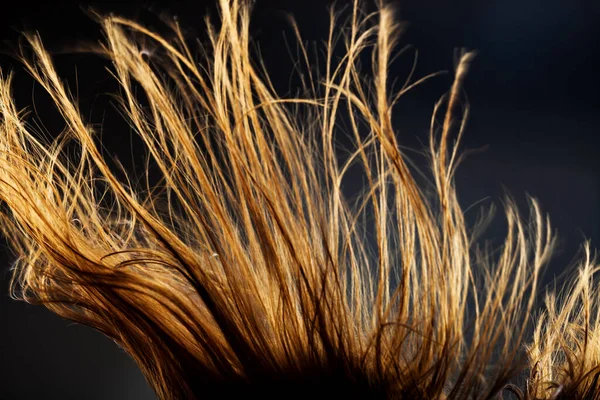要旨風の強い髪の質感 暗い背景にバックライト付きシルエット — ストック写真