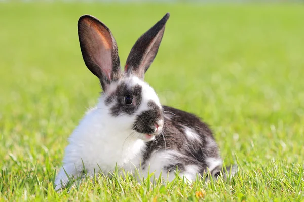 Rabbit — Stock Photo, Image