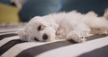 Küçük beyaz köpek çizgili bir yatakta mışıl mışıl uyuyor, renkli yastıklarla çevrili, huzurlu ve rahat bir ortam yaratıyor..