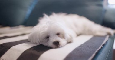 Küçük beyaz köpek çizgili bir yatakta mışıl mışıl uyuyor, renkli yastıklarla çevrili, huzurlu ve rahat bir ortam yaratıyor..