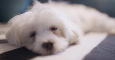 Küçük beyaz köpek çizgili bir yatakta mışıl mışıl uyuyor, renkli yastıklarla çevrili, huzurlu ve rahat bir ortam yaratıyor..