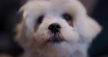 Beyaz kabarık tüylü bir köpeğin kameraya bakıp meraklı ve oyuncu tavrını sergilemesi. Evcil hayvan dostu görünüş sıcaklık ve dostluk hissi verir..