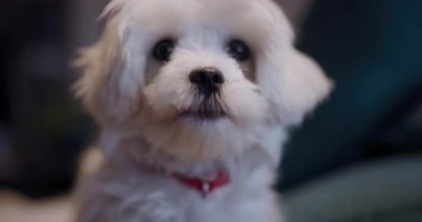 Tuhaf bir ifadeyle kanepede oturan sevimli beyaz tüylü köpek, ev hayvanı ve rahatlama temaları için mükemmel..