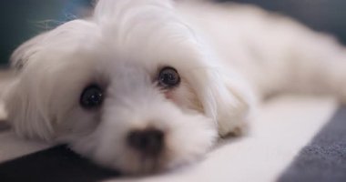 Küçük beyaz köpek çizgili bir yatakta mışıl mışıl uyuyor, renkli yastıklarla çevrili, huzurlu ve rahat bir ortam yaratıyor..