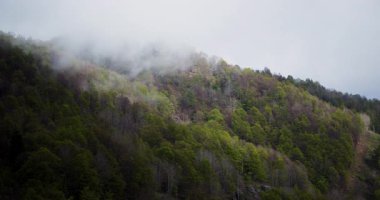 Bereketli dağ ormanı, bulutlar ve sislerle kaplanarak sakin ve sakin bir doğal manzarayı yakalıyor. Manzara el değmemiş vahşi doğanın güzelliğini ve huzurlu atmosferini yansıtıyor..
