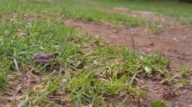 Canlı bir çimenlikteki kurbağaya yakından bakmak taze yeşillik ve toprak tonlarını ortaya çıkarır. Güneş ışığı yaprakların arasından süzülerek yerel bir parkta doğa ve sükunetin tadını çıkarmak için huzurlu bir zemin oluşturuyor..