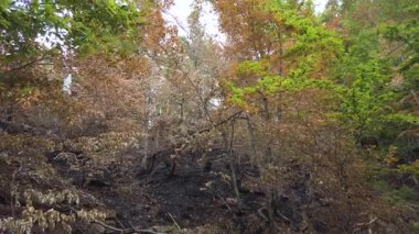 Yanmış ağaç kalıntıları orman yangınının neden olduğu tahribatı ortaya çıkarıyor. Toprak kararmış toprakla işaretlenir ve iyileşme başladığında yapraklar seyrekleşir..