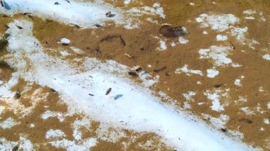 Bataklıktaki kurbağalar. Bebek kurbağalar suyun altında yüzüyor. Bir grup iribaş. Etrafta uçuşan arılar.