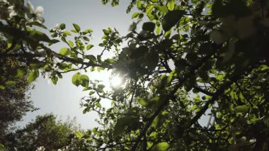 Aronia meyveli dallar. Olgunlaşmamış boğma üzümü.