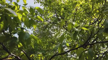 Fındık dalları parlak mavi gökyüzüne doğru uzanıyor, canlı yeşil yapraklar sergiliyor. Doğa bu dingin açık havada gelişiyor. Büyümeyi ve canlılığı takdir etmek için mükemmel..