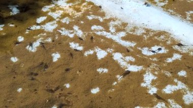 Bataklıktaki kurbağalar. Bebek kurbağalar suyun altında yüzüyor. Bir grup iribaş..