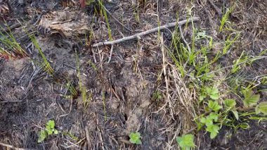 Kayda değer bir orman yangınından sonra, yanmış topraklar çimen ve tomurcuklanan bitkilerin yanmış araziye geri döndüğünü ortaya çıkarır, doğanın dayanıklılığını ve yaşamın yeniden oluşumunu vurgular..