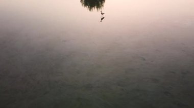 Sığ sularda yiyecek arayan bir leylek. Yansıması sakin suda görülebilir. Çekim yavaş döner, eşsiz bir görüntü sağlar..