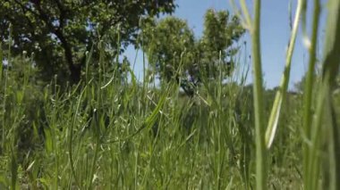 Güneşli bir günde ağaçlarla çevrili uzun otların rüzgarda hafifçe sallanışının keyfini çıkarın. Bu canlı ortam, doğanın huzurunu yansıtıyor..