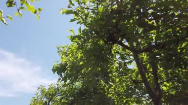 Elma ağaçları güneş ışığında güneşlenir, yeşil yaprakları parlar. Sakin atmosfer, açık bir günde meyve bahçesinin güzelliğini arttırır. Doğa bu huzurlu ortamda gelişiyor..