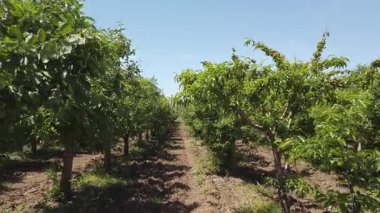 Canlı elma ağaçlarıyla dolu huzurlu bir meyve bahçesinde dolaşıyorlar. Açık mavi gökyüzü manzaranın güzelliğini arttırır ve elma toplamak için mükemmel bir gün olduğunu gösterir..