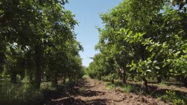 Yeşillik bir meyve bahçesinde yürüyorlar, canlı elma ağaçları gökyüzüne doğru uzanıyor, dalları olgun meyvelerle dolu. Güneş parlıyor, bu doğal cennette huzurlu bir atmosfer yaratıyor..