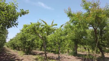 Ağaçların açık mavi gökyüzünün altında yeşerdiği bir elma bahçesinin güzelliğinin tadını çıkar. Manzara sağlıklı yeşilliklere ve yaz ilerledikçe olgun elma vaatlerine sahiptir..