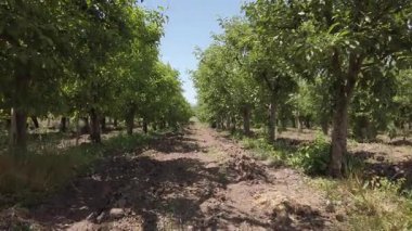 Çimenli yeşil ağaçlarla dolu bir elma bahçesinde yürüyorum. Güneş yukarıda parlak bir şekilde parlarken, zengin doğal çevreyi aydınlatırken, bir patika meyve bahçesinin derinliklerine doğru yol alır..