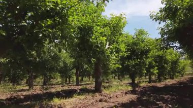 Bereketli bir meyve bahçesinde gezinirken, parlak yeşil elma ağaçları güneşin altında dimdik duruyorlar. Canlı yapraklar bu güzel doğal ortamda huzurlu bir atmosfer yaratıyor..