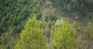 Bereketli yeşil ağaçlar, sakin bir dağ manzarasında duruyor. Yoğun bir orman zeminine karşı canlı yapraklar sergiliyorlar. Benekli güneş ışığıyla aydınlatılan uyumlu doğal bir sahne..