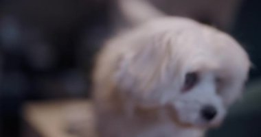 Küçük beyaz bir köpeğin sevimli portresi tüylü kürklü, doğrudan kameraya bakıyor. Görüntü, köpeklerin sevimli yüz ifadesini yumuşakça bulanık bir arkaplanda yakalıyor..