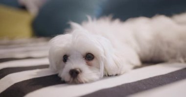 Küçük beyaz köpek çizgili bir yatakta mışıl mışıl uyuyor, renkli yastıklarla çevrili, huzurlu ve rahat bir ortam yaratıyor..