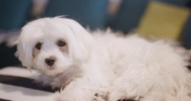 Kabarık beyaz bir köpek koltukta rahatlar, kameraya bakar sevimli bir ifade ve çıkıntılı bir dille, sıcaklığı ve neşe dolu sükuneti iletir..