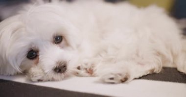 Kabarık beyaz bir köpek koltukta rahatlar, kameraya bakar sevimli bir ifade ve çıkıntılı bir dille, sıcaklığı ve neşe dolu sükuneti iletir..