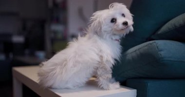 Küçük bir masa üzerinde sevimli beyaz tüylü köpek, sıcak ve meraklı bir şekilde ev ortamında..