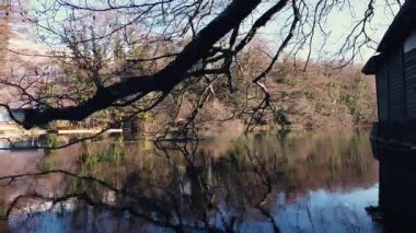 Çıplak ağaç dalları Crni Drim Nehri 'ni kaplıyor. Ahşap yapılar nehir kıyısında. Güneş ışığı su yüzeyinden yansıyor..